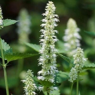 Graines de fleurs blanches d'hysope géante (Agastache Mexicana) Paquet de 100 graines