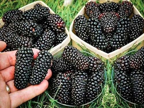 Dornenlose Brombeere Navaho Superobst Pflanze Setzlinge Obststräucher Obstbüsche