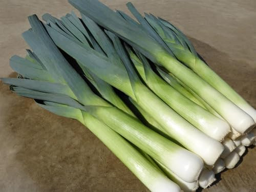 Vegetable - Leek - Batter F1-50 Seeds