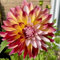 Bulbi Di Dalia: Fiori Rigogliosi, Colori Vivaci, Piante Perenni Resistenti, Splendida Decorazione Da Giardino-10 bulbi-A