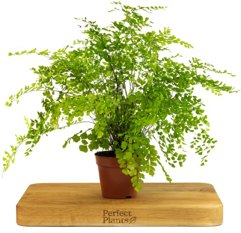 Delta Maidenhair Fern - Adiantum Raddianum in a 12cm Pot