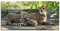 ARTLAND Wanddeko Leinwand Bilder Wandbild 60 x 30 cm Afrika Natur Portrait Tiere Wildnis Katze Gepard Baby S9HY