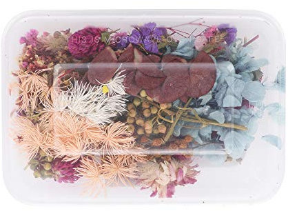 Xnferty Echte Getrocknete Gepresste Blumen, 6,69 Zoll Bunte Trockenblumen-Box Gemischte Trockenblumen Trockenblätter Bulk Vivid Herbs Kit Trockenpflanzen für DIY-Harze (6,69 Zoll)
