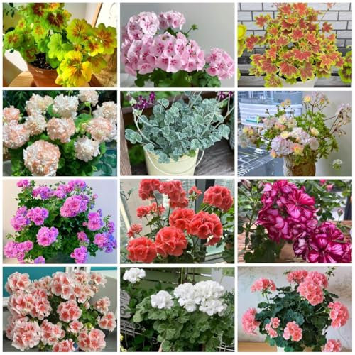 200 Pcs Geranien Samen Stehend - Pelargonium - Kletterpflanzen Winterhart, Bio Saatgut Geranien Pflanzen Samen Mehrjährig, Seltene Pflanzen, Wohnzimmer Deko Topfpflanzen Draußen Winterhart,