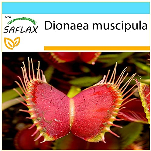 SAFLAX - Kit cadeau - Dionée attrape-mouche - 10 graines - Dionaea muscipula