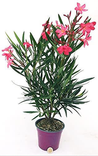 POWERS TO FLOWERS - OLEANDRO ROSA INTENSO, 1 PIANTA, vaso 15cm, pianta vera