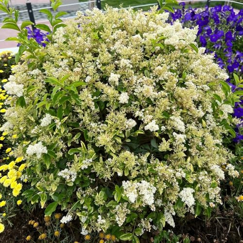 semillas de de aligustre - arbustos de rápido crecimiento arbusto de aligustre resistente orgánicas variedades antiguas verdes, decoración de jardín al aire 500pcs