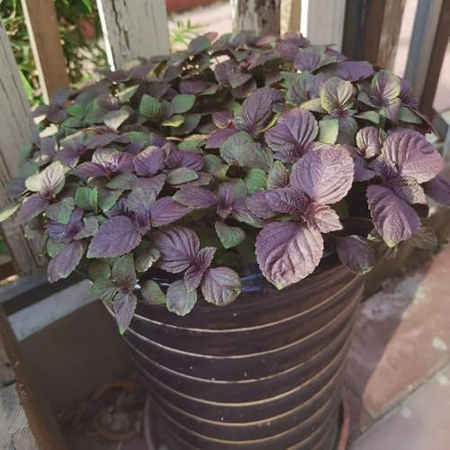 semi di perilla shiso semi di biologici, resistenti all'inverno perilla varietà tradizionali selvatiche invernali, aromatiche per 800semi