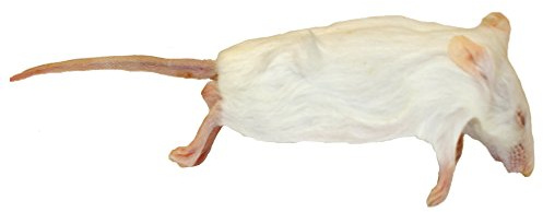 Frozen Mice - Jumbo Size 30g up - Pack of 25