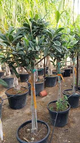 Sunny Tree - Níspero de Japón (Eriobotrya japonica) - 220 cm - Árbol frutal exótico resistente al frío para jardín y terraza