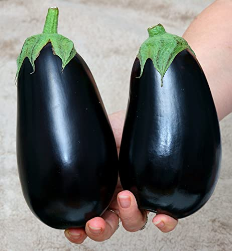 Aubergine Black Beauty - Eierfrucht - 100 Samen