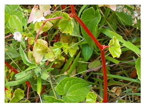 Pcs - 10x Begonia Aequatorialis Fleurs Jardin Plantes - Graines ID338 - Seeds & Plants Shop by Ipsa