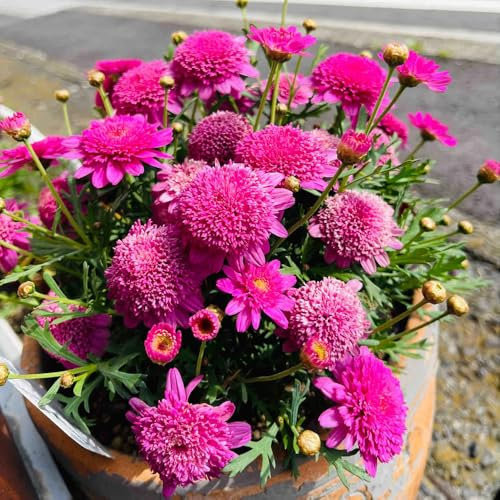 margeriten samen mehrjährig winterhart - blumen pflanzen für draußen winterhart, margeritensamen, balkon garten garten blumen, pflanzen für balkon steingarten pflanzen, 200pcs