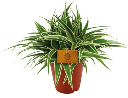 Grünlilie – Chlorophytum Ocean – Zimmerpflanze – Ø15cm – 25cm – Pflegeleichte Spinnenpflanze mit langen, grünen Blättern – Luftreinigende Pflanze für Innenräume