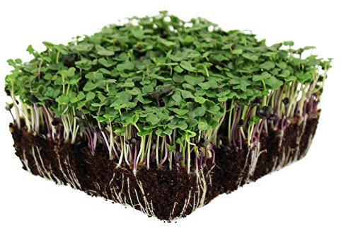 Bulk Salad Mix Microgreens Seeds – 1 LB – Non-GMO Blend of Broccoli, Kale, Kohlrabi, Cabbage & Arugula – High-Germination for Indoor Micro Greens, Hydroponic Growing & Home Gardening