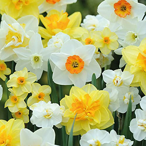 Daffodil Mixed Bulbs (Pack of 50) - Hardy Spring Flowers for Autumn Planting