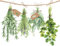 Servietten FRISCHE GARTEN-KRÄUTER in weiß & grün mediterrane Tisch-Deko Motiv Küchen-Kräuter Natural Living Tisch-Dekoration Frühling Sommer Ostern (60, Gartenkräuter)