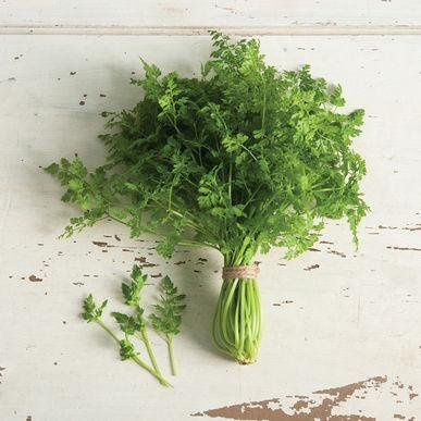 Frozen Seed Capsules - Chervil (Anthriscus cerefolium) - Grow Now or Store for Future Planting - Capsule of 50 Seeds