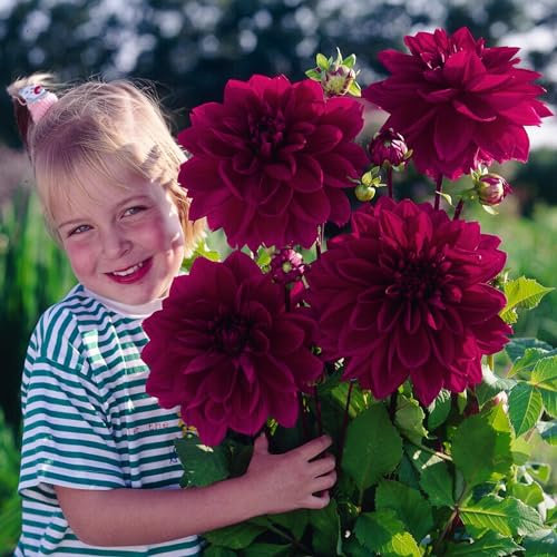 Dahlien Dinnerplate Lila Knollen, 5 Dahlienzwiebelsorten Mix aus Holland, echte große Dahlienpflanzen für Garten und Töpfe (keine Samen, nicht künstlich)