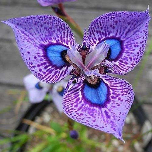 SEMI DI GERMINAZIONE: 100pcs Phalaenopsis Schmetterling Orchideensamen Blumensamen, Orchidee Pflanzen, Pflanzenset