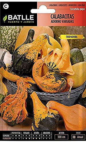 Semillas Batlle Zucchine Adorno assortite