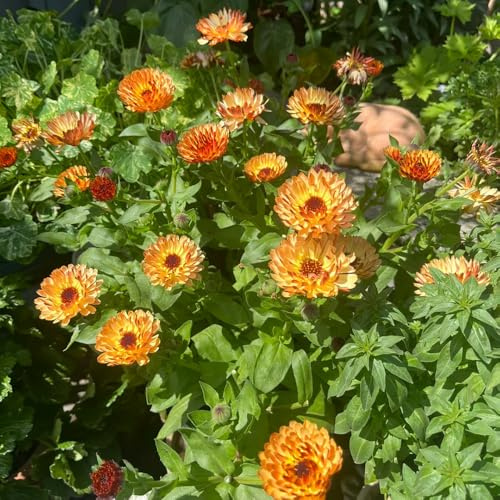 semillas de caléndula orgánicas - caléndula - resistentes para el jardín de caléndula de cortadas de perennes raras, 100pcs
