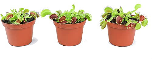 DECOALIVE Trio de Dionaea Muscipula Plantas Carnívoras Naturales 3 Unidades