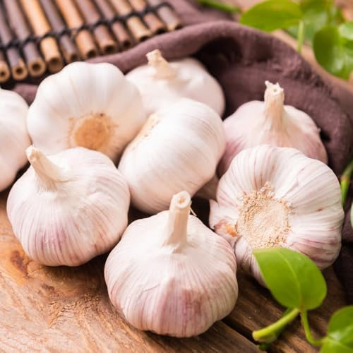 200 pcs knoblauch samen bio gemüsesamen pflanzknoblauch, dekopflanzen zimmerpflanze kräuterpflanzen bio saatgut gemüsepflanzen indoor garten pflanzensamen topfpflanzen kräutersamen,