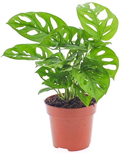 Vibrante Monstera Obliqua - Hoja de mono | Planta de interior en maceta | 20-30 cm con maceta