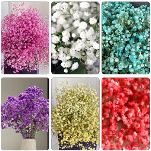 Semillas de Gypsophila perenne resistente - Gypsophila paniculata - frescas interior orgánicas 550pcs