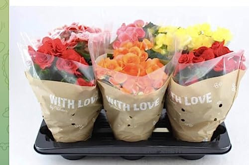 Begonia eliator rose Terre di Romagna, belle plante vase 12cm vivissima