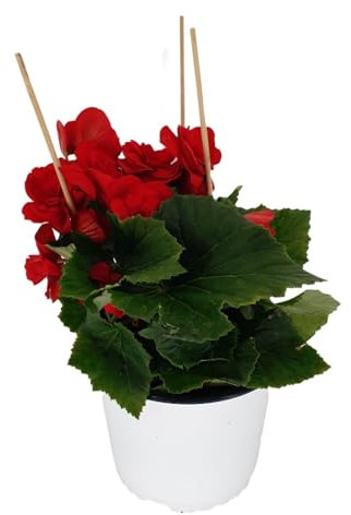 Begonia Elatior Natural Planta de Exterior con Elegancia Floral