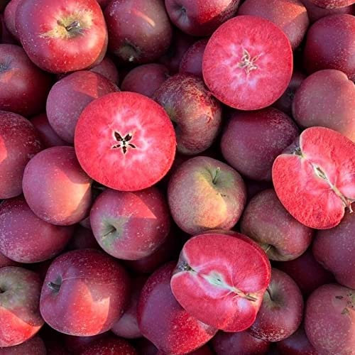 Pianta vera di Melo a polpa rossa - Diametro Vaso Ø 20 cm