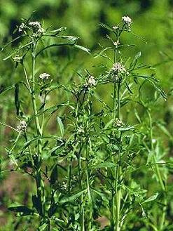 Cress Curled (Pepper Grass) Lepidium sativum 1,000 Seeds