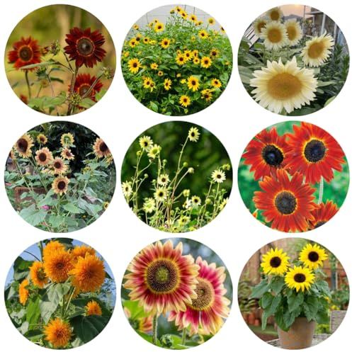 semillas de girasol macizo de con orgánicas girasol perenne de para bancales elevados Decoración de jardín para exteriores, alfombra 40pcs