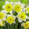 Narciso Planta,Bulbo De Narciso,Narciso Bulbo,Flores Ornamentales-4Bulbos-e