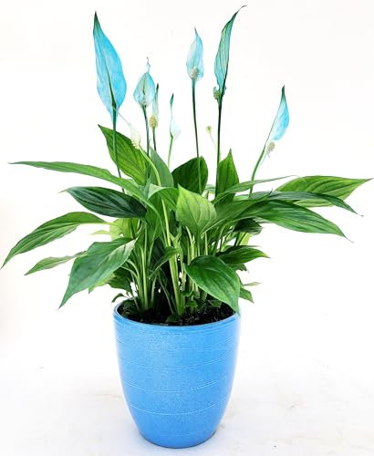 POWERS TO FLOWERS - SPATIFILLO MULTIFLORA COLOR LIFE BLU IN VASO CERAMICA AZZURRO CIELO, VASO 12cm DIAMETRO, altezza 30CM, Pianta Vera