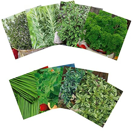 Samenshop24® Kräuterspirale anlegen | Größe: Vernünftig | 8 verschiedene Sorten | Kräutersamen für eine mittelgroße Kräuterspirale