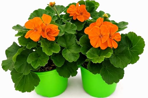 POWERS TO FLOWERS - GERANIO ZONALE HERCULES, PELARGONIUM, 3 PIANTE VASO 14 ARANCIONE, piante vere
