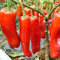 50 semillas de pimiento gigante