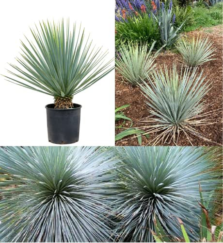 Blue Yucca Yucca Rigida 20+ Seeds