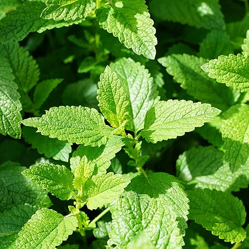 Buy4seeds Lemon Balm - 1500 Seeds - Melissa officinalis - Herb Garden