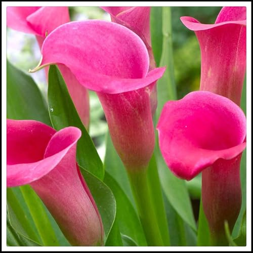 bulbi di Zantedeschia, Robusti, Vivaci, Sereni,Eleganti, Delicati, calla bulbi-10 bulbi