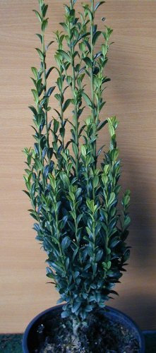 Säulen Ilex Ilex crenata Fastigiata 40-50 cm hoch im 3 Liter Pflanzcontainer