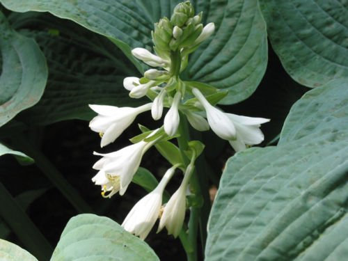 HOSTA elegans 129 GRAINE, COTIERE immense bleu, FEUILLES ridé en forme de coeur