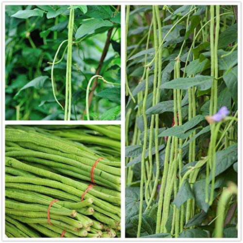 Lange Bohnensamen 30g Schlangen- / Yard-Lange Spargelbohne Rote Nudeln Stangenbohne Gartenbohne Bio Grüne Frische Chinesische Samen Zum Anpflanzen vor der Tür Auflaufform Köstlicher süßer Geschmack