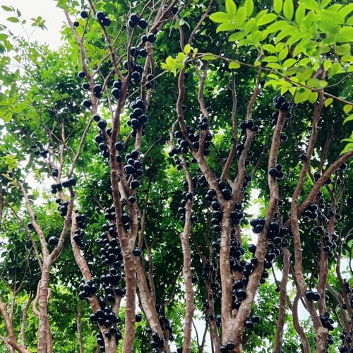 100 Pcs Jabuticaba Baum Kaufen Samen - Obstbäume, Winterharte Pflanzen Für Garten Jabuticaba Frucht Samen, Bonsaibaum, Hochbeet Samen Obstsamen, Winterfeste Pflanzen Für Balkon Säulenobst