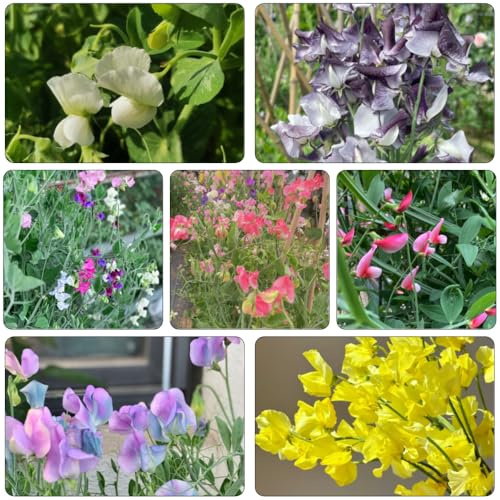arveja silvestres de balcón semillas de perennes resistentes semillas silvestres balcón invernadero jardín interior decoraciones jardín para exteriores 200pcs