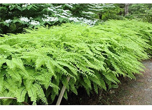 Pfauenradfarn Adiantum pedatum Farn Pflanze Staude winterhart im Topf gewachsen