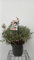 Salix helvetica - Schweizer Weide 60-80 cm - Container